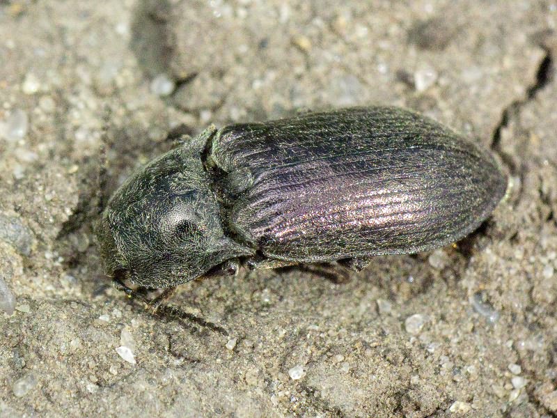 Selatosomus gravidus (Germar, 1843)